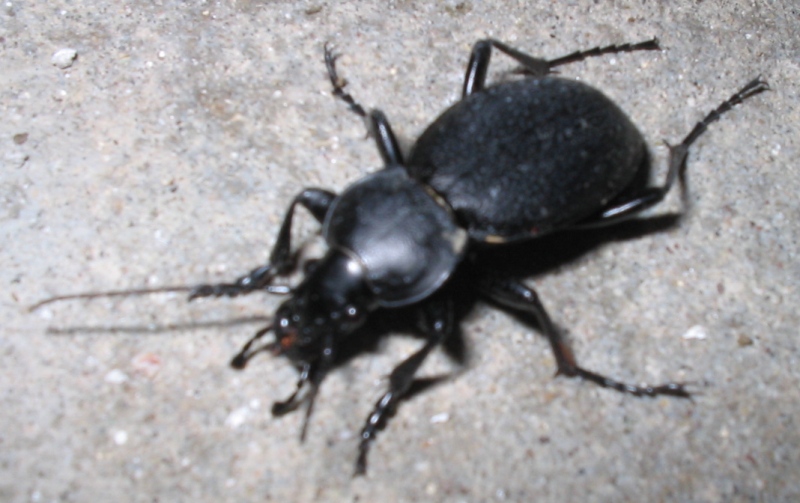 Passeggiatore serale: Carabus coriaceus